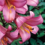 White - Pink Pink Perfektion Trumpet Lily (Lilium 'Pink Perfektion') Bulb (838323) Pink Perfektion Trumpet Lilies White - Pink - Bulbs