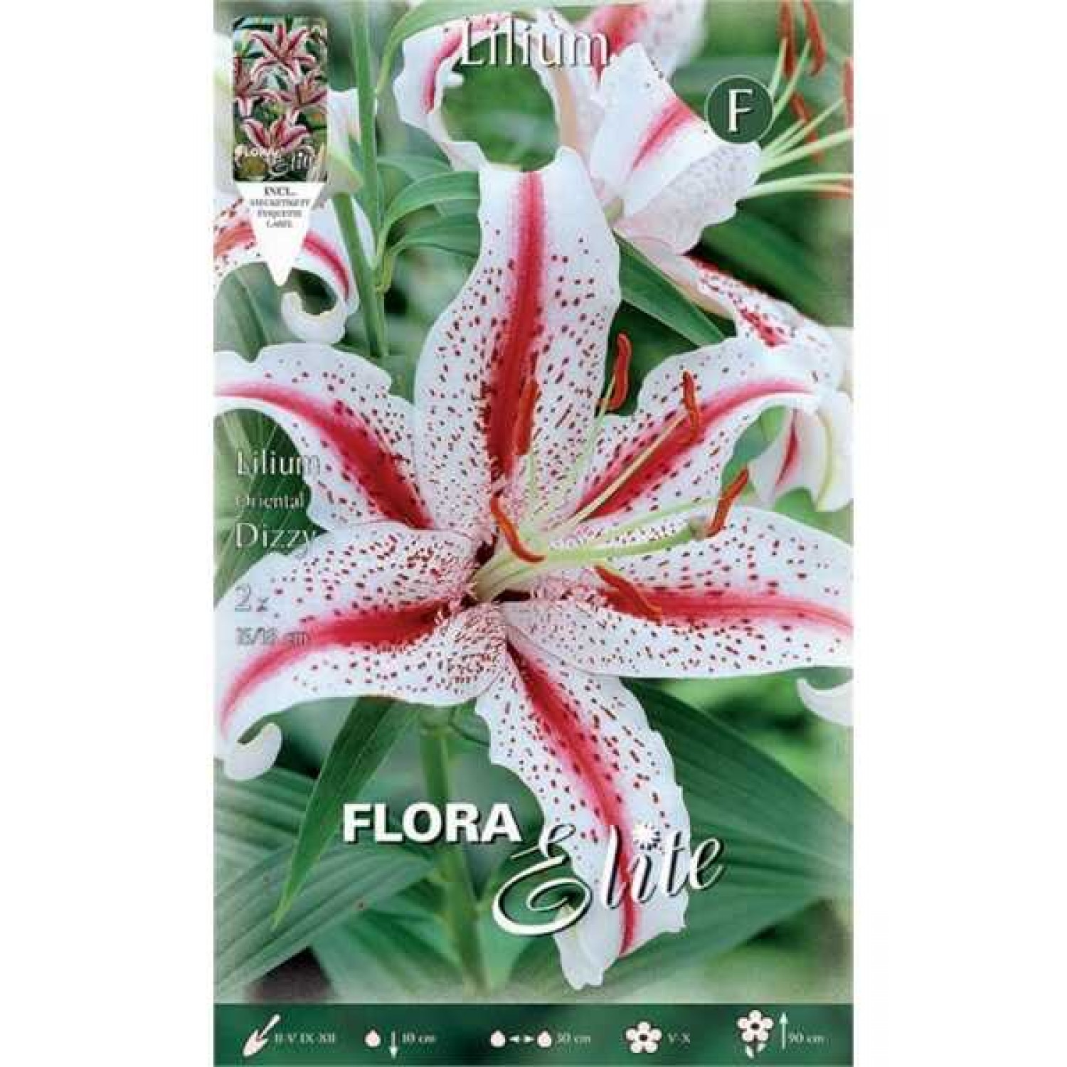Pink White Dizzy Lily (Lilium 'Dizzy') Bulb - Oriental Hybrids (518225) Pink White Oriental Lilies (Lilium 'Dizzy') Bulb - Hybrids