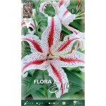 Pink White Dizzy Lily (Lilium 'Dizzy') Bulb - Oriental Hybrids (518225) Pink White Oriental Lilies (Lilium 'Dizzy') Bulb - Hybrids