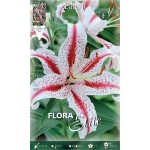 Pink White Oriental Lilies (Lilium 'Dizzy') Bulb - Hybrids