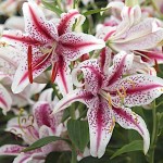 Pink White Dizzy Lily (Lilium 'Dizzy') Bulb - Oriental Hybrids (518225) Pink White Oriental Lilies (Lilium 'Dizzy') Bulb - Hybrids