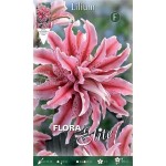 Fuchsia - White Magic Star Double Lily (Lilium 'Magic Star') Bulb - Oriental Hybrids (786051) Magic Star Double Oriental Lilies (Lilium 'Magic Star')