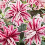Fuchsia - White Magic Star Double Lily (Lilium 'Magic Star') Bulb - Oriental Hybrids (786051) Magic Star Double Oriental Lilies (Lilium 'Magic Star')
