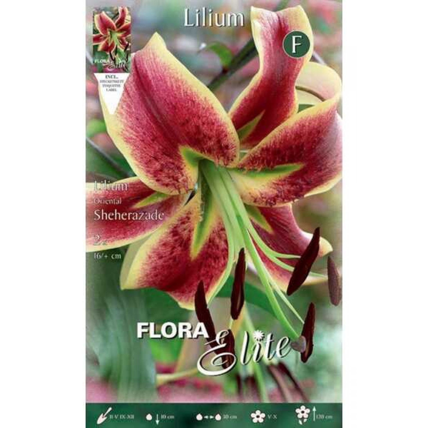 Κρίνος Λίλιουμ Κίτρινο-Μπορντό (Lilium 'Sheherazade') Βολβοί