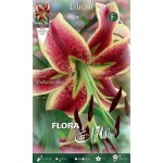 Κρίνος Λίλιουμ Κίτρινο-Μπορντό (Lilium 'Sheherazade') Βολβοί