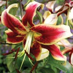 Κρίνος Λίλιουμ Κίτρινο-Μπορντό (Lilium 'Sheherazade') Βολβοί