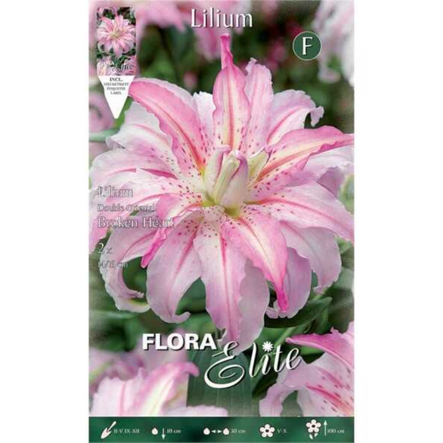 Lilac - White Broken Heart Double Lily (Lilium 'Broken Heart') Bulb - Oriental Hybrids (789694) Broken Heart Double Oriental Lilies (Lilium 'Broken Heart')