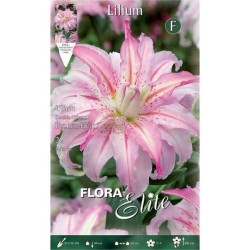 Lilac - White Broken Heart Double Lily (Lilium 'Broken Heart') Bulb - Oriental Hybrids (789694) Broken Heart Double Oriental Lilies (Lilium 'Broken Heart')
