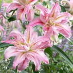 Lilac - White Broken Heart Double Lily (Lilium 'Broken Heart') Bulb - Oriental Hybrids (789694) Broken Heart Double Oriental Lilies (Lilium 'Broken Heart')