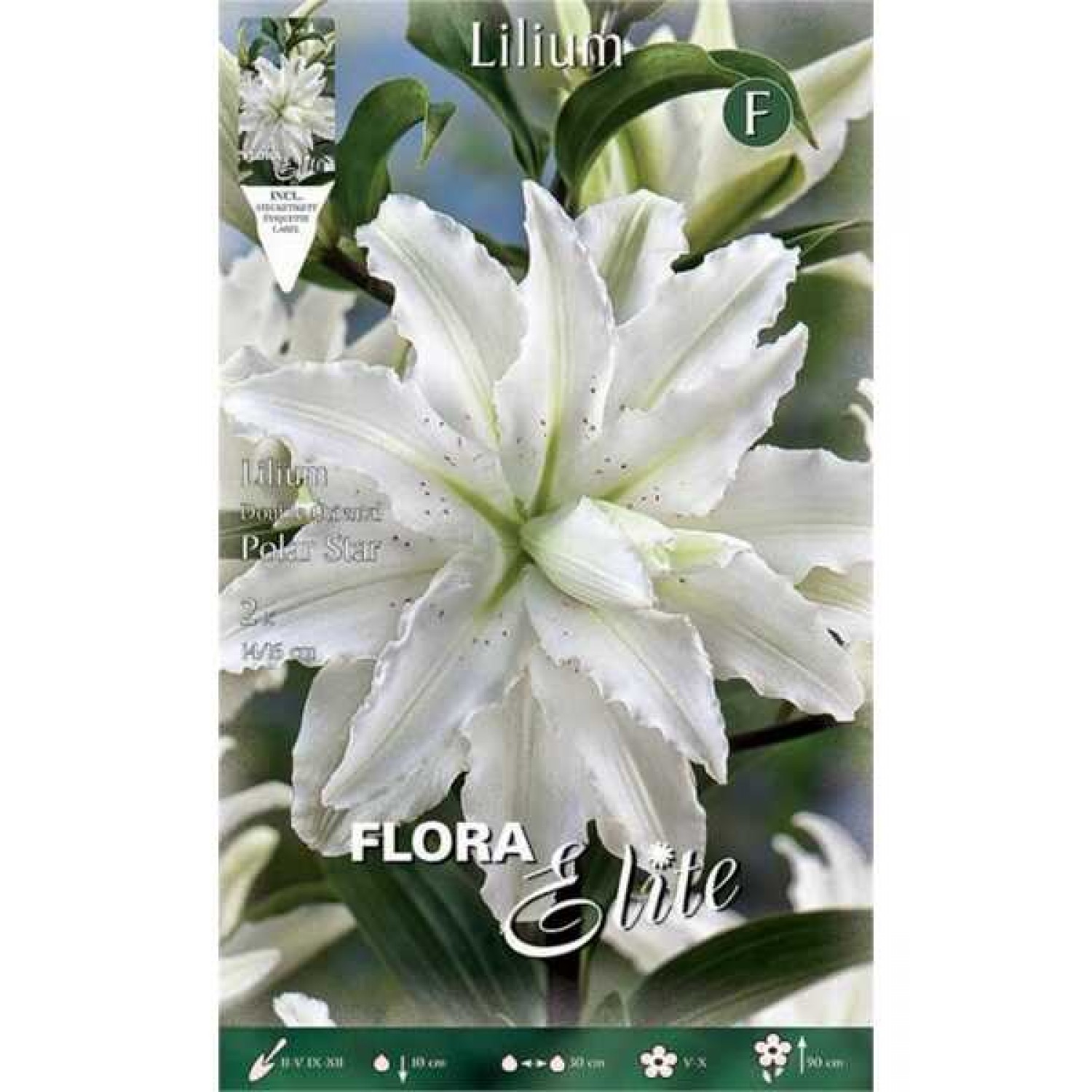 White Polar Star Double Lily (Lilium 'Polar Star') Bulb - Oriental Hybrids (792137) Polar Star Double Oriental Lilies (Lilium 'Polar Star')