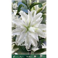 Polar Star Double Oriental Lilies (Lilium 'Polar Star')