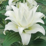 White Polar Star Double Lily (Lilium 'Polar Star') Bulb - Oriental Hybrids (792137) Polar Star Double Oriental Lilies (Lilium 'Polar Star')