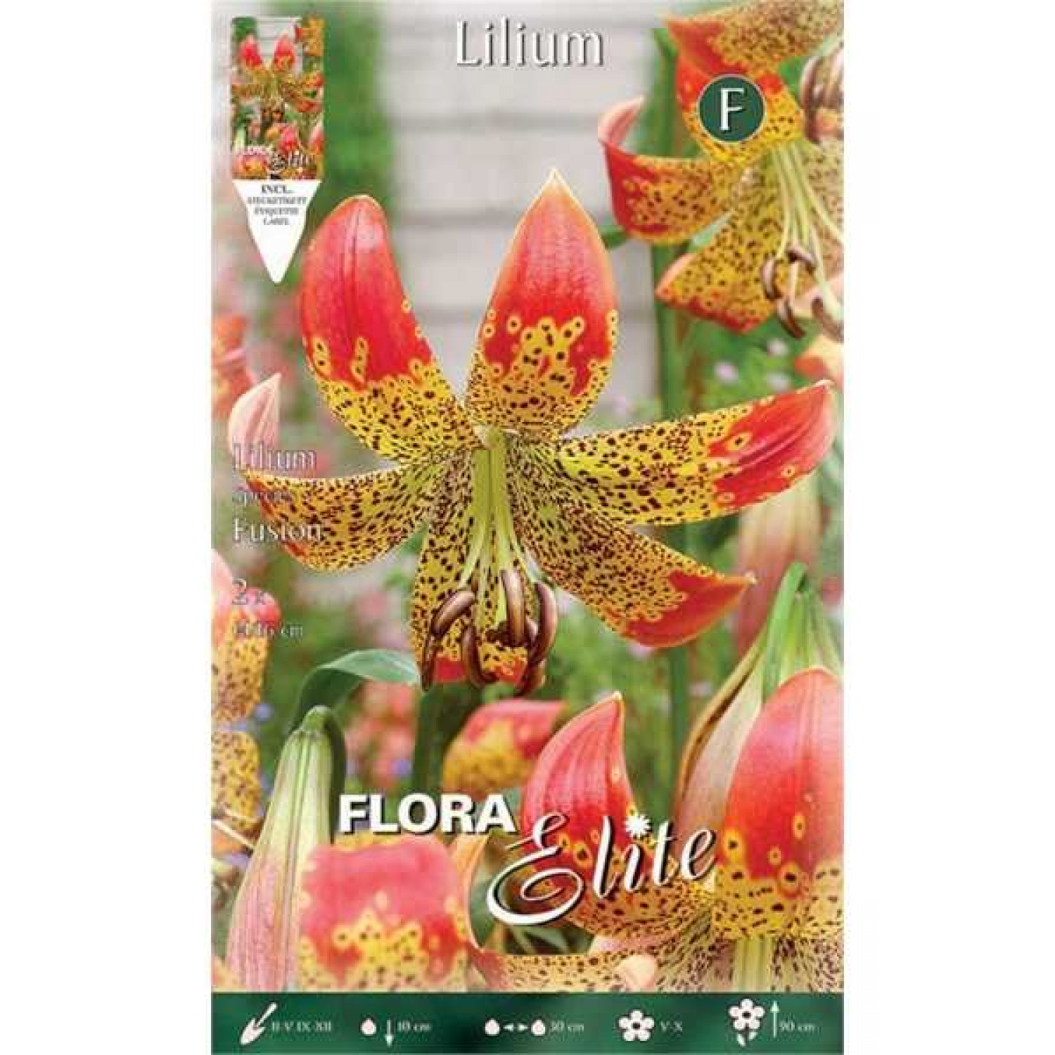 Yellow - Orange Fusion Lily (Lilium longiflorum x pardalinum 'Fusion') Bulb (842382) Fusion Lilies Yellow - Orange (Lilium 'Fusion') Bulbs