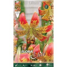 Fusion Lilies Yellow - Orange (Lilium 'Fusion') Bulbs