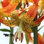 Yellow - Orange Fusion Lily (Lilium longiflorum x pardalinum 'Fusion') Bulb (842382) Fusion Lilies Yellow - Orange (Lilium 'Fusion') Bulbs