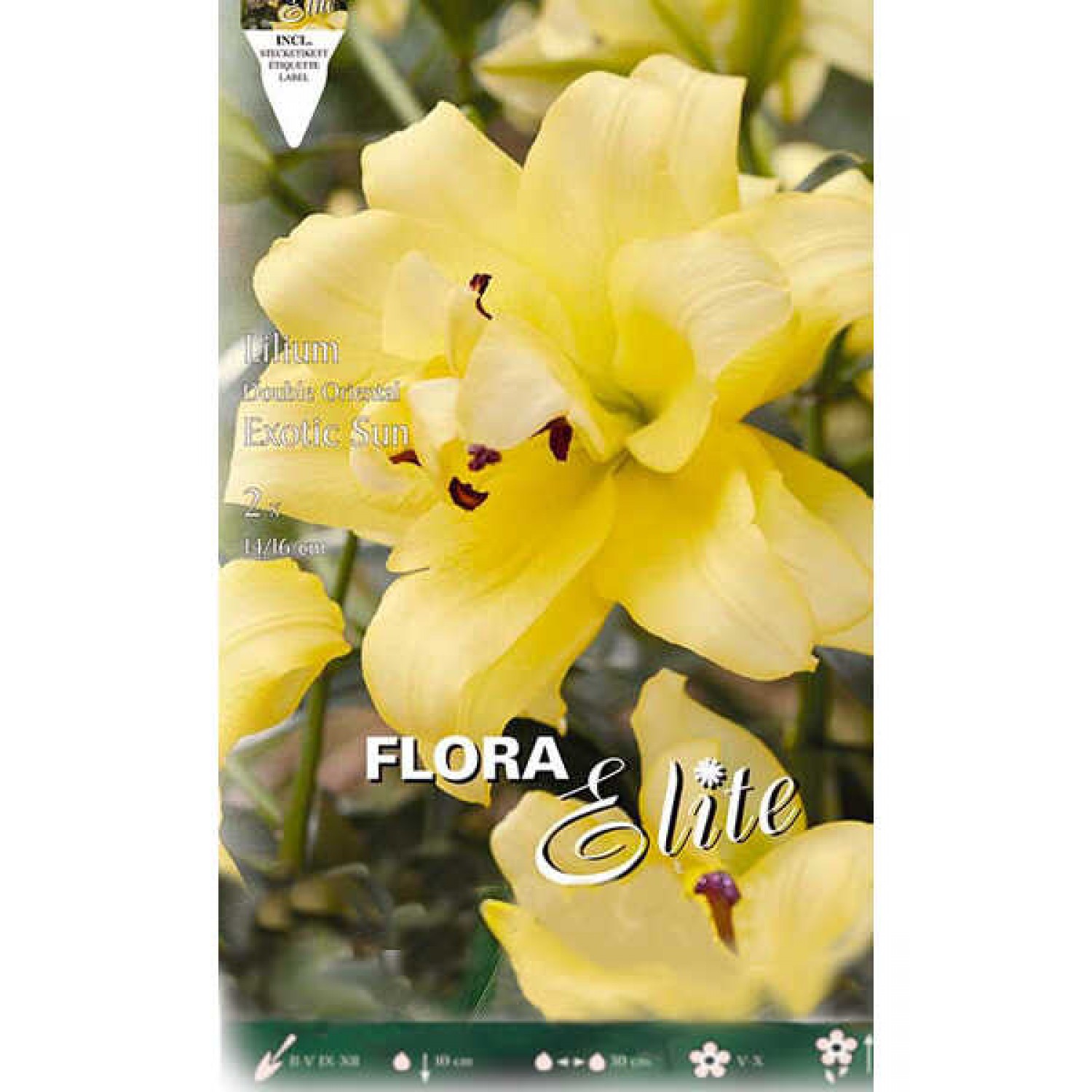 Yellow Exotic Sun Double Lily (Lilium 'Exotic Sun') Bulb - Oriental Hybrids (805257) Exotic Sun Double Oriental Lilies (Lilium 'Exotic Sun') Bulbs