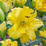 Yellow Exotic Sun Double Lily (Lilium 'Exotic Sun') Bulb - Oriental Hybrids (805257) Exotic Sun Double Oriental Lilies (Lilium 'Exotic Sun') Bulbs