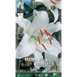 Κρίνος Λίλιουμ Λευκό (Lilium 'White') Βολβοί