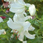 Κρίνος Λίλιουμ Λευκό (Lilium 'White') Βολβοί
