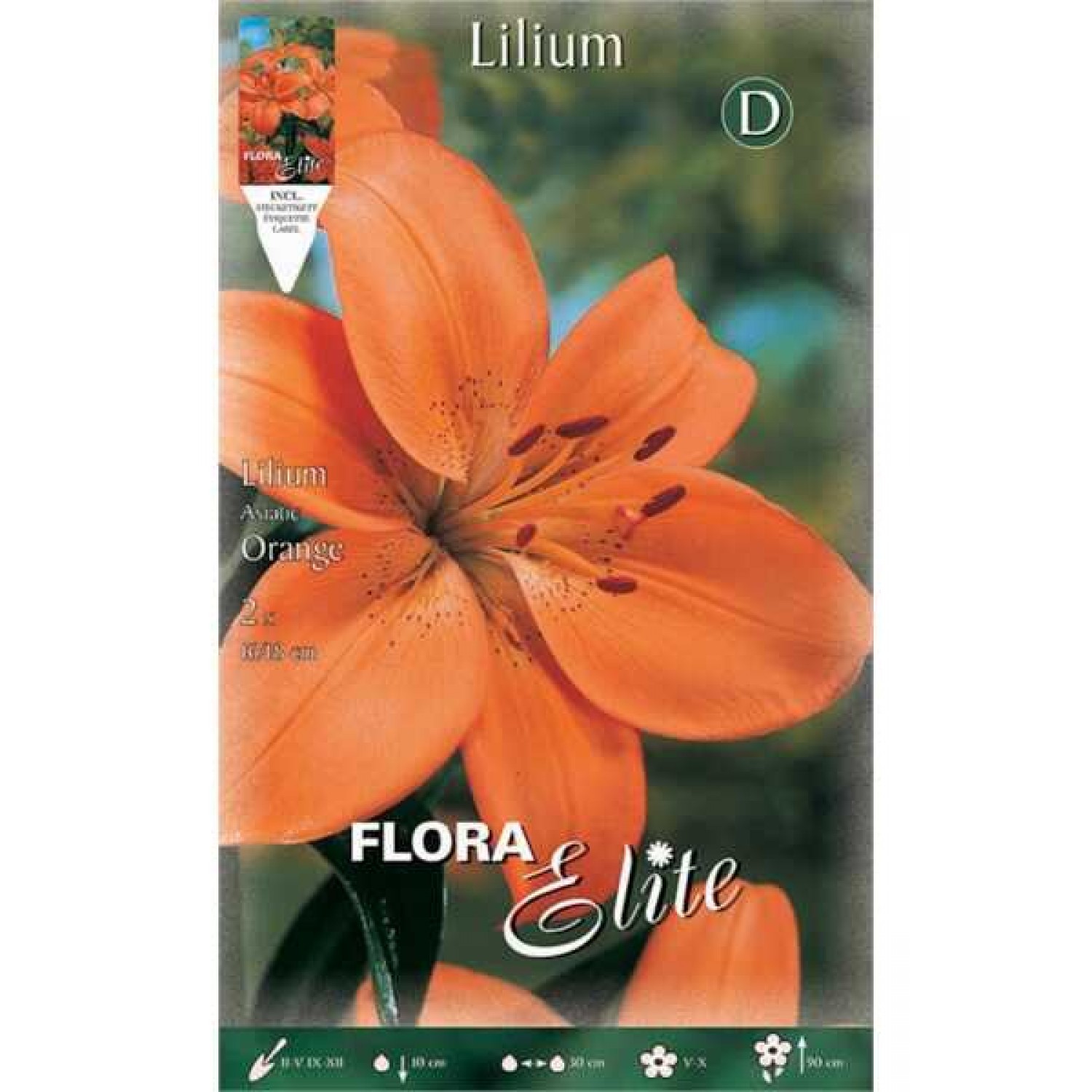Orange Asiatic Lily (Lilium spp.) Bulb - Asiatic Hybrids (840630) Orange Asiatic Lilies (Lilium spp.) Bulb - Asiatic Hybrids