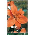 Orange Asiatic Lily (Lilium spp.) Bulb - Asiatic Hybrids (840630) Orange Asiatic Lilies (Lilium spp.) Bulb - Asiatic Hybrids