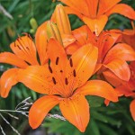 Orange Asiatic Lily (Lilium spp.) Bulb - Asiatic Hybrids (840630) Orange Asiatic Lilies (Lilium spp.) Bulb - Asiatic Hybrids