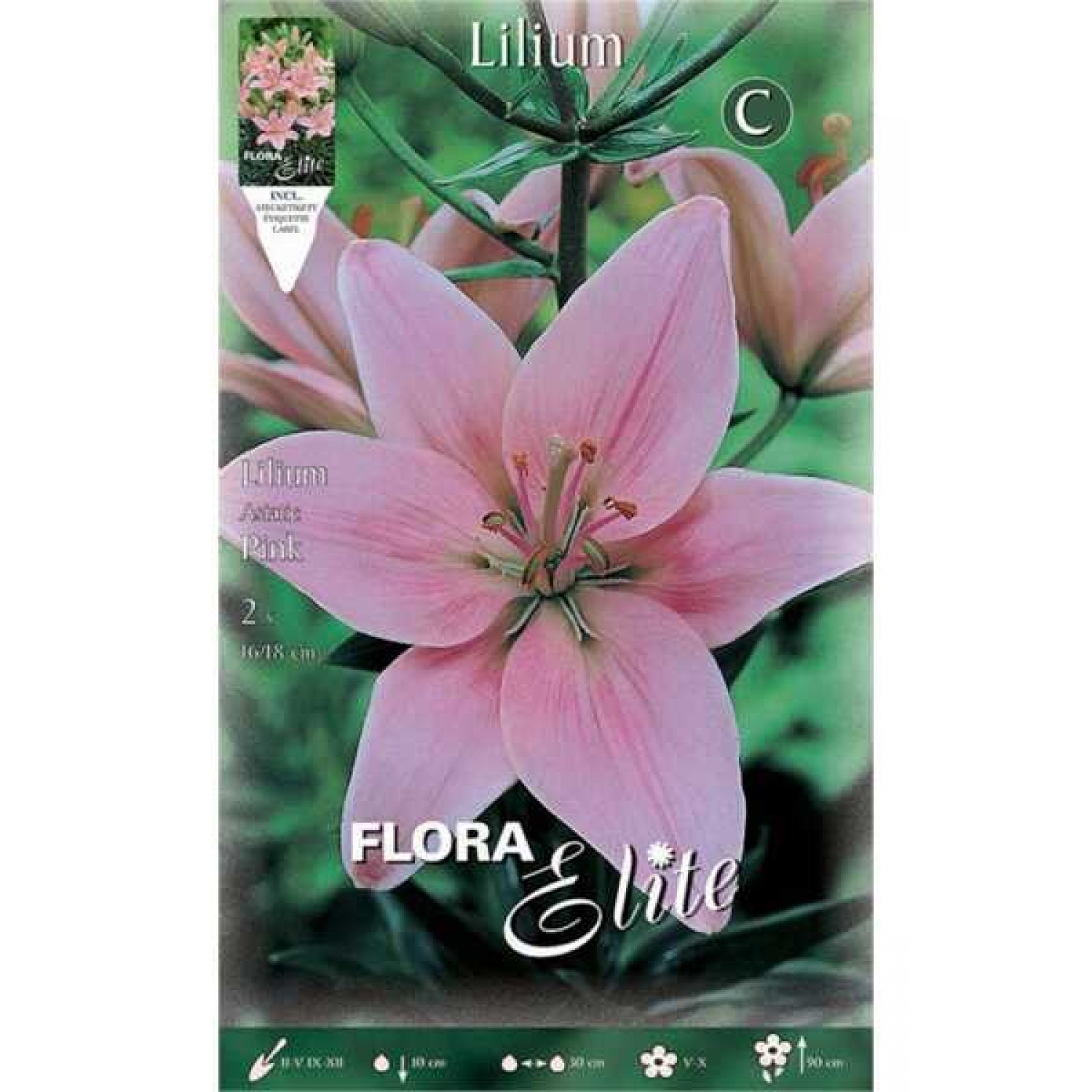Pink Asiatic Lily (Lilium spp.) Bulb - Asiatic Hybrids (840845) Pink Asiatic Lilies (Lilium spp.) Bulb - Asiatic Hybrids