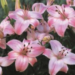 Pink Asiatic Lily (Lilium spp.) Bulb - Asiatic Hybrids (840845) Pink Asiatic Lilies (Lilium spp.) Bulb - Asiatic Hybrids