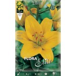 Yellow Asiatic Lily (Lilium spp.) Bulb - Asiatic Hybrids (841330) Yellow Asiatic Lilies (Lilium spp.) Bulb - Asiatic Hybrids