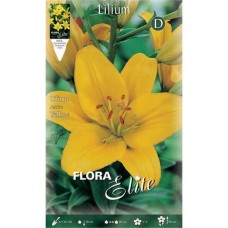 Yellow Asiatic Lilies (Lilium spp.) Bulb - Asiatic Hybrids