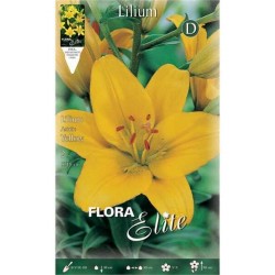 Κρίνος Λίλιουμ Κίτρινο Ασιατικός (Lilium spp.) Βολβοί Κρίνου