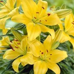 Yellow Asiatic Lily (Lilium spp.) Bulb - Asiatic Hybrids (841330) Yellow Asiatic Lilies (Lilium spp.) Bulb - Asiatic Hybrids