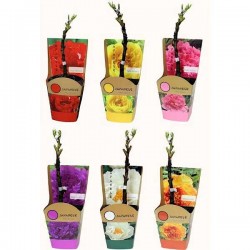 Δενδρώδεις Παιώνιες σε Γλαστράκια - Συσκευασμένη Παιώνια