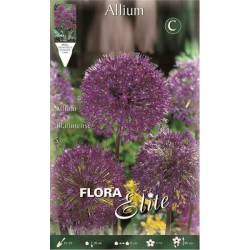 Άλλιουμ Aflatunense (Allium Aflatunense) Βολβός Ροζ - Βολβοί, Ριζώματα, Κόνδυλοι