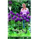 Allium Globemaster | kipogeorgiki.gr