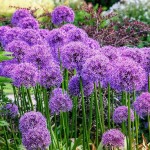 Allium Globemaster | kipogeorgiki.gr