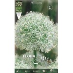 Allium Mount Everest | kipogeorgiki.gr
