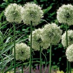 Allium Mount Everest | kipogeorgiki.gr