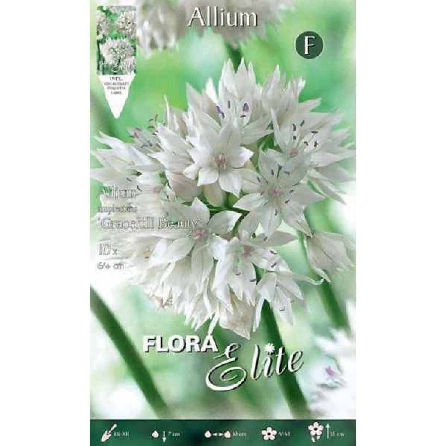 Allium Gracefull Beauty | kipogeorgiki.gr