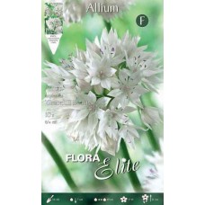 Allium Gracefull Beauty | kipogeorgiki.gr