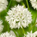 Allium Gracefull Beauty | kipogeorgiki.gr