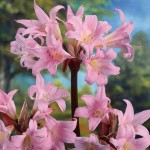 Amaryllis Belladona | kipogeorgiki.gr