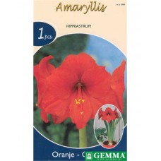 Amaryllis Orange Prepared Bulbs (Hippeastrum spp.)