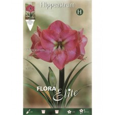 Amaryllis Pink Prepared Bulbs (Hippeastrum spp.)