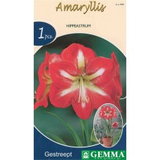Amaryllis Orange Prepared Bulbs (Hippeastrum spp.)