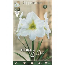Amaryllis White Prepared Bulbs (Hippeastrum spp.)
