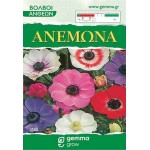 Windflower Color Mix (Anemone coronaria) Corm Windflowers Color Mix (Anemone coronaria) Corm - Garden Anemones