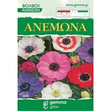 Windflowers Color Mix (Anemone coronaria) Corm - Garden Anemones