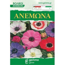 Ανεμώνη Μείγμα Χρωμάτων (Anemone coronaria) Βολβός-Κορμός - Ανεμώνες Βολβοί-Κορμοί