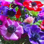 Windflower Color Mix (Anemone coronaria) Corm Windflowers Color Mix (Anemone coronaria) Corm - Garden Anemones